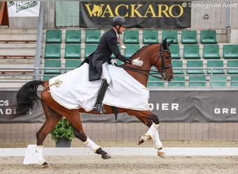Oldenburgo, Caballo castrado, 11 años, 162 cm, Castaño rojizo