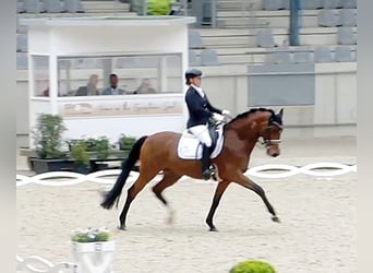 Oldenburgo, Caballo castrado, 11 años, 163 cm, Castaño