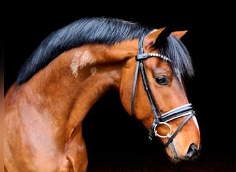 Oldenburgo, Caballo castrado, 11 años, 163 cm, Castaño