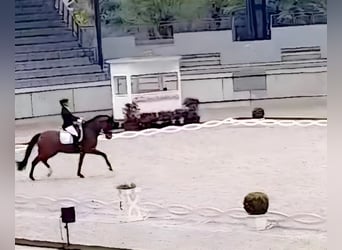 Oldenburgo, Caballo castrado, 11 años, 163 cm, Castaño