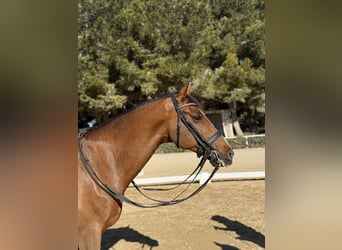 Oldenburgo, Caballo castrado, 11 años, 165 cm, Castaño rojizo