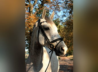 Oldenburgo, Caballo castrado, 11 años, 165 cm, Tordo picazo