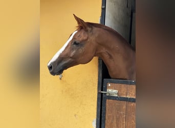 Oldenburgo, Caballo castrado, 11 años, 167 cm, Alazán-tostado