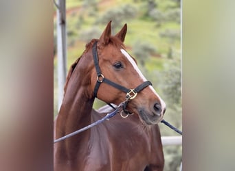 Oldenburgo, Caballo castrado, 11 años, 167 cm, Alazán-tostado