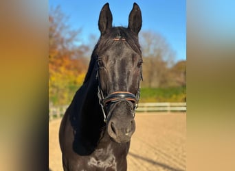 Oldenburgo, Caballo castrado, 11 años, 168 cm, Negro