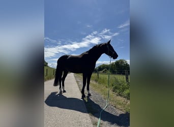 Oldenburgo, Caballo castrado, 11 años, 169 cm, Negro