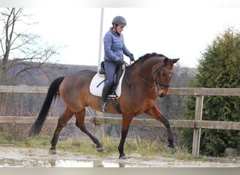 Oldenburgo, Caballo castrado, 11 años, 170 cm, Castaño