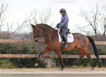 Oldenburgo, Caballo castrado, 11 años, 170 cm, Castaño