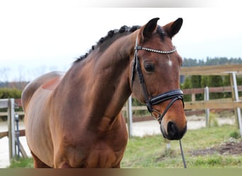 Oldenburgo, Caballo castrado, 11 años, 170 cm, Castaño