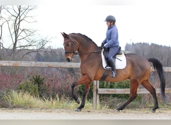 Oldenburgo, Caballo castrado, 11 años, 170 cm, Castaño