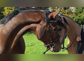 Oldenburgo, Caballo castrado, 11 años, 170 cm, Castaño