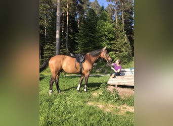 Oldenburgo, Caballo castrado, 11 años, 170 cm, Castaño