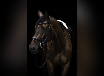 Oldenburgo, Caballo castrado, 11 años, 170 cm, Castaño oscuro