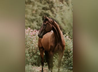 Oldenburgo, Caballo castrado, 11 años, 170 cm, Castaño oscuro