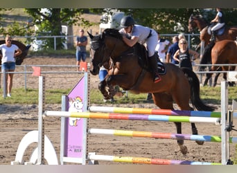 Oldenburgo, Caballo castrado, 11 años, 170 cm, Castaño oscuro