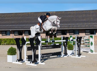 Oldenburgo, Caballo castrado, 11 años, 171 cm, Tordo