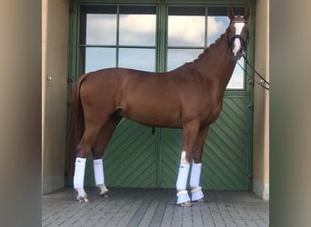 Oldenburgo, Caballo castrado, 11 años, 172 cm, Alazán
