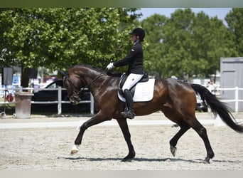 Oldenburgo, Caballo castrado, 11 años, 172 cm, Castaño Oldenburgo, Caballo castrado, 11 años, 172 cm, Castaño