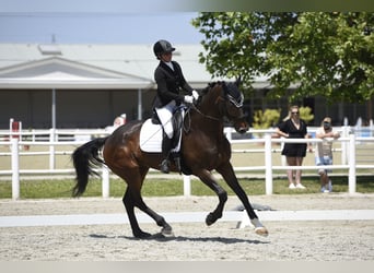 Oldenburgo, Caballo castrado, 11 años, 172 cm, Castaño Oldenburgo, Caballo castrado, 11 años, 172 cm, Castaño