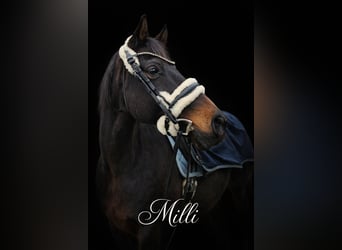 Oldenburgo, Caballo castrado, 11 años, 172 cm, Castaño oscuro