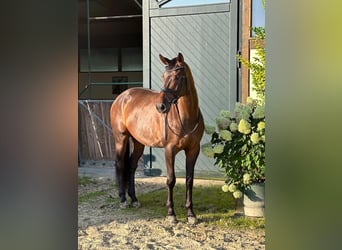 Oldenburgo, Caballo castrado, 11 años, 174 cm, Castaño