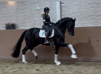 Oldenburgo, Caballo castrado, 11 años, 175 cm, Negro