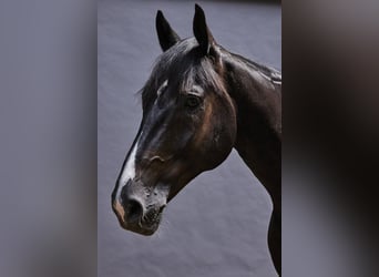 Oldenburgo, Caballo castrado, 11 años, 175 cm, Negro