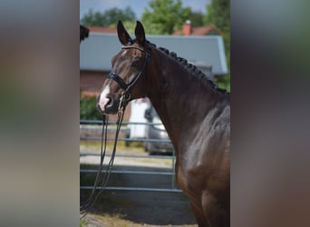 Oldenburgo, Caballo castrado, 11 años, 178 cm, Castaño oscuro