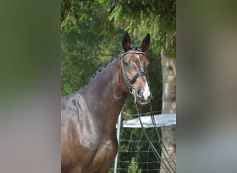 Oldenburgo, Caballo castrado, 11 años, 178 cm, Castaño oscuro
