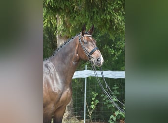 Oldenburgo, Caballo castrado, 11 años, 178 cm, Castaño oscuro