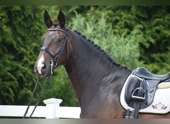 Oldenburgo, Caballo castrado, 11 años, 178 cm, Castaño oscuro