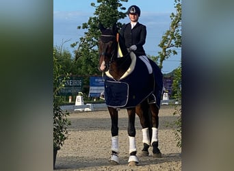 Oldenburgo, Caballo castrado, 11 años, 178 cm, Castaño oscuro