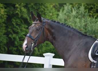 Oldenburgo, Caballo castrado, 11 años, 178 cm, Castaño oscuro