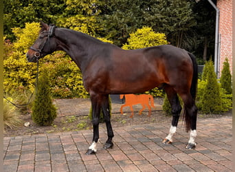 Oldenburgo, Caballo castrado, 11 años, 185 cm, Castaño oscuro