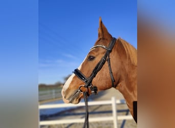 Oldenburgo, Caballo castrado, 12 años, 165 cm, Alazán