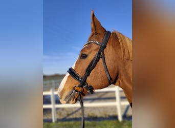 Oldenburgo, Caballo castrado, 12 años, 165 cm, Alazán