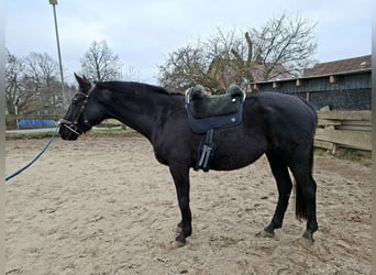 Oldenburgo, Caballo castrado, 12 años, 165 cm, Negro
