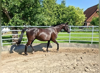 Oldenburgo, Caballo castrado, 12 años, 165 cm, Negro