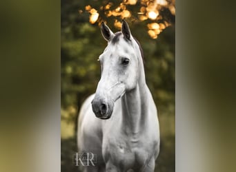 Oldenburgo, Caballo castrado, 12 años, 167 cm, Tordo