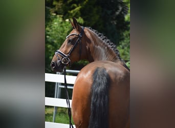 Oldenburgo, Caballo castrado, 12 años, 168 cm, Castaño