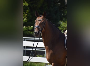 Oldenburgo, Caballo castrado, 12 años, 168 cm, Castaño