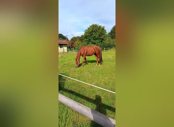 Oldenburgo, Caballo castrado, 12 años, 170 cm, Alazán