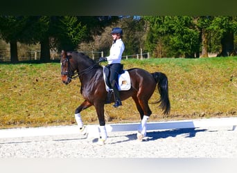 Oldenburgo, Caballo castrado, 12 años, 170 cm, Castaño oscuro