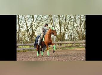 Oldenburgo, Caballo castrado, 12 años, 171 cm, Alazán