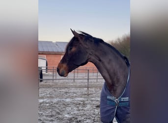 Oldenburgo, Caballo castrado, 12 años, 172 cm, Castaño oscuro