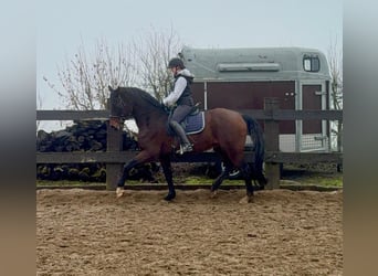Oldenburgo, Caballo castrado, 12 años, 175 cm, Castaño