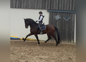 Oldenburgo, Caballo castrado, 12 años, 175 cm, Castaño