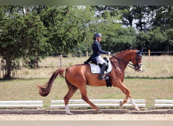 Oldenburgo, Caballo castrado, 12 años, 178 cm, Alazán-tostado
