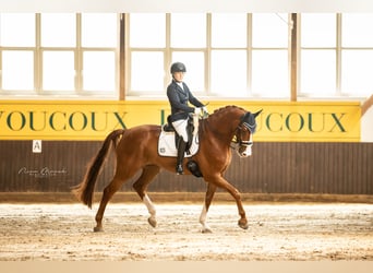 Oldenburgo, Caballo castrado, 12 años, 178 cm, Alazán-tostado