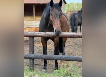 Oldenburgo, Caballo castrado, 12 años, 183 cm, Castaño
